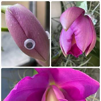 植欲お化けの画像 by myaonさん | 部屋とC[Lc].Mini Purple ‘Little Princess'とカトレア ミニパープル “リトルプリンセス”と蘭タイムとにやにやがとまらない。と洋ラン栽培と素敵なお花とランの底無し沼とorchidと嬉しいとカトレア属と植中毒と洋蘭広め隊と素敵な色合いとミニカトレア＊とオーキッドと蘭が好きと可愛いと植欲お化けと洋ラン栽培奮闘記と素敵