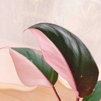 ピンクプリンセスの投稿画像一覧 Greensnap グリーンスナップ