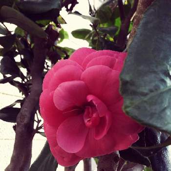 #つばきの画像 by ミチさん | 小さな庭と花のある暮らしと温かい気持ち♡と#つばきとミッチの会