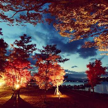 山中湖の画像 by おケイさん | お出かけ先とライトアップと山梨県と山中湖と紅葉(こうよう)