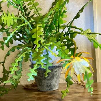 フィッシュボーンカクタスの画像 by wakkkkさん | インテリアとフィッシュボーンカクタスとジグザグカクタスとエピフィルム アングリガーと多肉植物とサボテン科と花のある暮らしと観葉植物