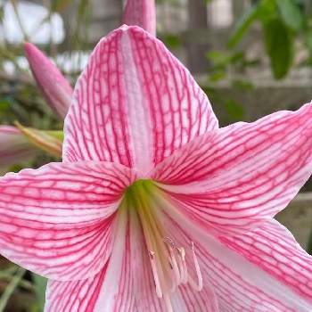 シロスジアマリリスの投稿画像一覧 Greensnap グリーンスナップ