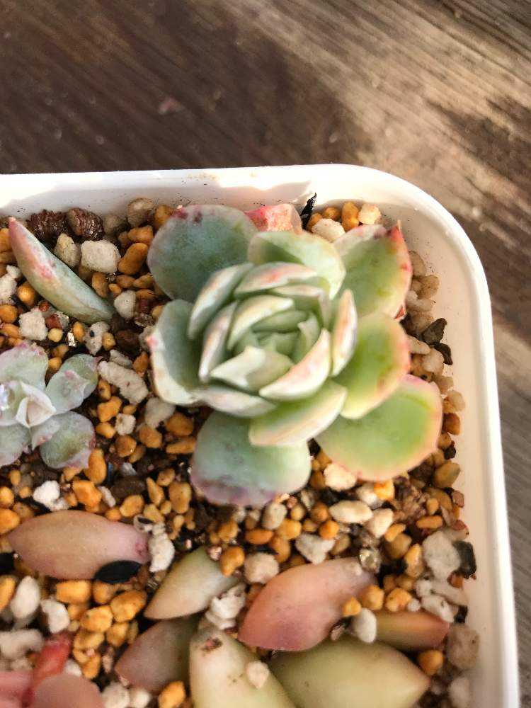 多肉植物の投稿画像 By からささん カット苗と多肉植物 仕立て直しと季節の植え替えと葉挿しとテラスと多肉植物とカット苗と多肉植物 仕立て直しと季節の 植え替えと葉挿し 21月11月9日 Greensnap グリーンスナップ Greensnap グリーンスナップ