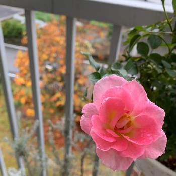 雨の日のベランダの投稿画像一覧 Greensnap グリーンスナップ