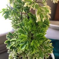 ポリシャスはどんな観葉植物 育て方や花言葉は 風水的にはどこに置くといい Greensnap グリーンスナップ