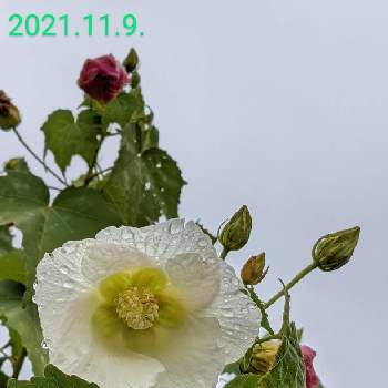 スイフヨウの花の画像 by もぐjuhさん | 広い庭とプランターとスイフヨウの花と花色と葉っぱとお顔がこんにちはとGoogle Pixel5と芙蓉の花♡と花いろいろと君も花が好きなのかと元気に育ててますよ