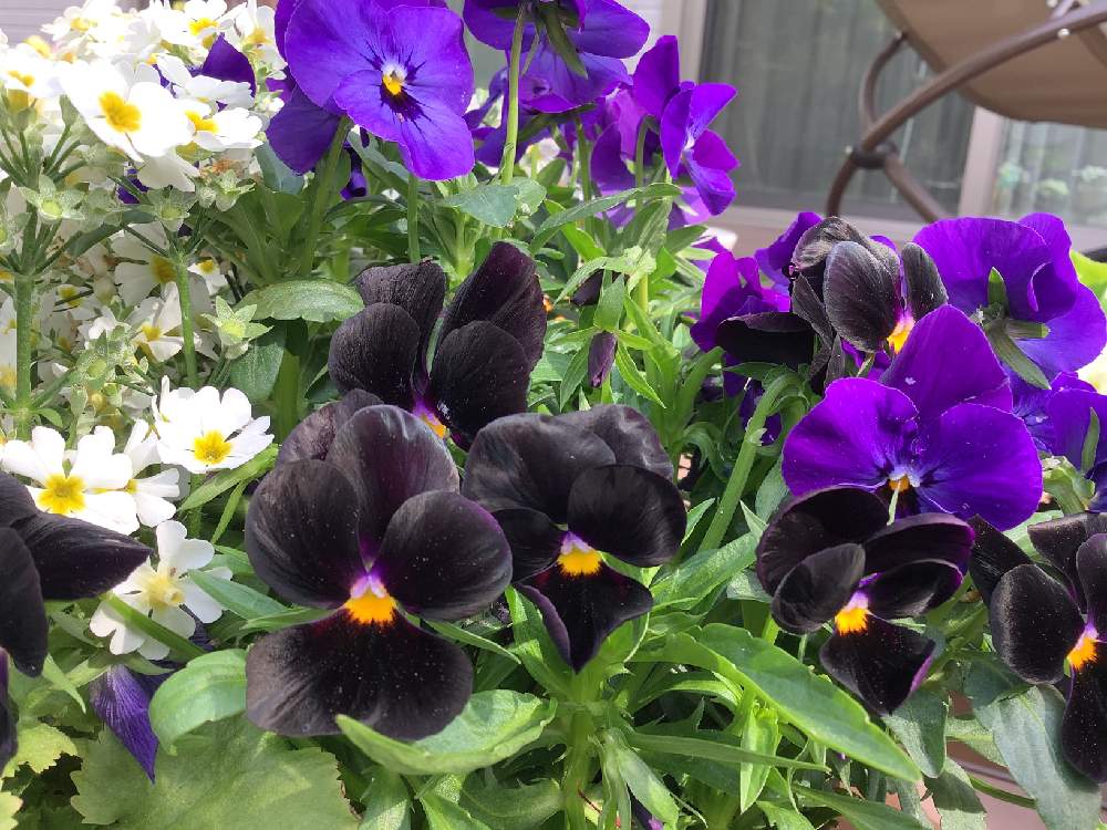 小さな庭の画像 by Hi〜さん | 小さな庭とビオラと黒のビオラと黒ビオラといつもありがとう♡とビオラ寄せ植えとGSアダルトチームとチーム愛知と繋がりに感謝✨とスピッツと紫の夜を越えて