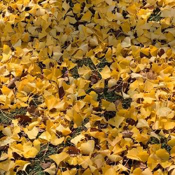 イチョウの葉の画像 by ウィルママさん | イチョウの葉と紅葉（こうよう）と落ち葉の絨毯と心が落ち着く♡と素敵✨と綺麗✨
