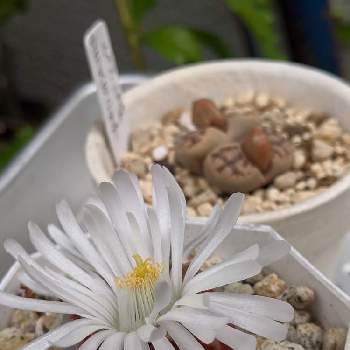 リトープスの花の画像 by rinrinさん | 小さな庭とリトープスの花