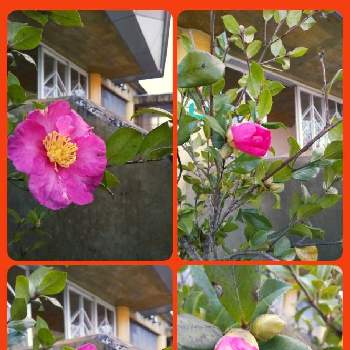 暖かめの画像 by ぴょんさん | お出かけ先と山茶花(さざんか）とだいすきと可愛い❤と綺麗なお花❤と散歩と秋深し…ときれいな色と近所とピンク色の花と好みの色と花のある暮らしと暖かめ