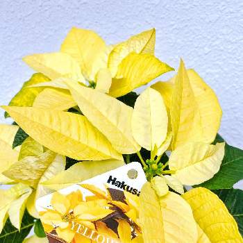 ポインセチア　イエロールクスの画像 by  KIRA☆KIRAさん | バルコニー/ベランダとポインセチアとポインセチア イエロールクスと観葉植物とグリーンの癒し。ときいろと癒しと冬の花とポインセチア♡と冬の植物とポインセチア　イエロールクスとかわいいとインテリアグリーンとクリスマス