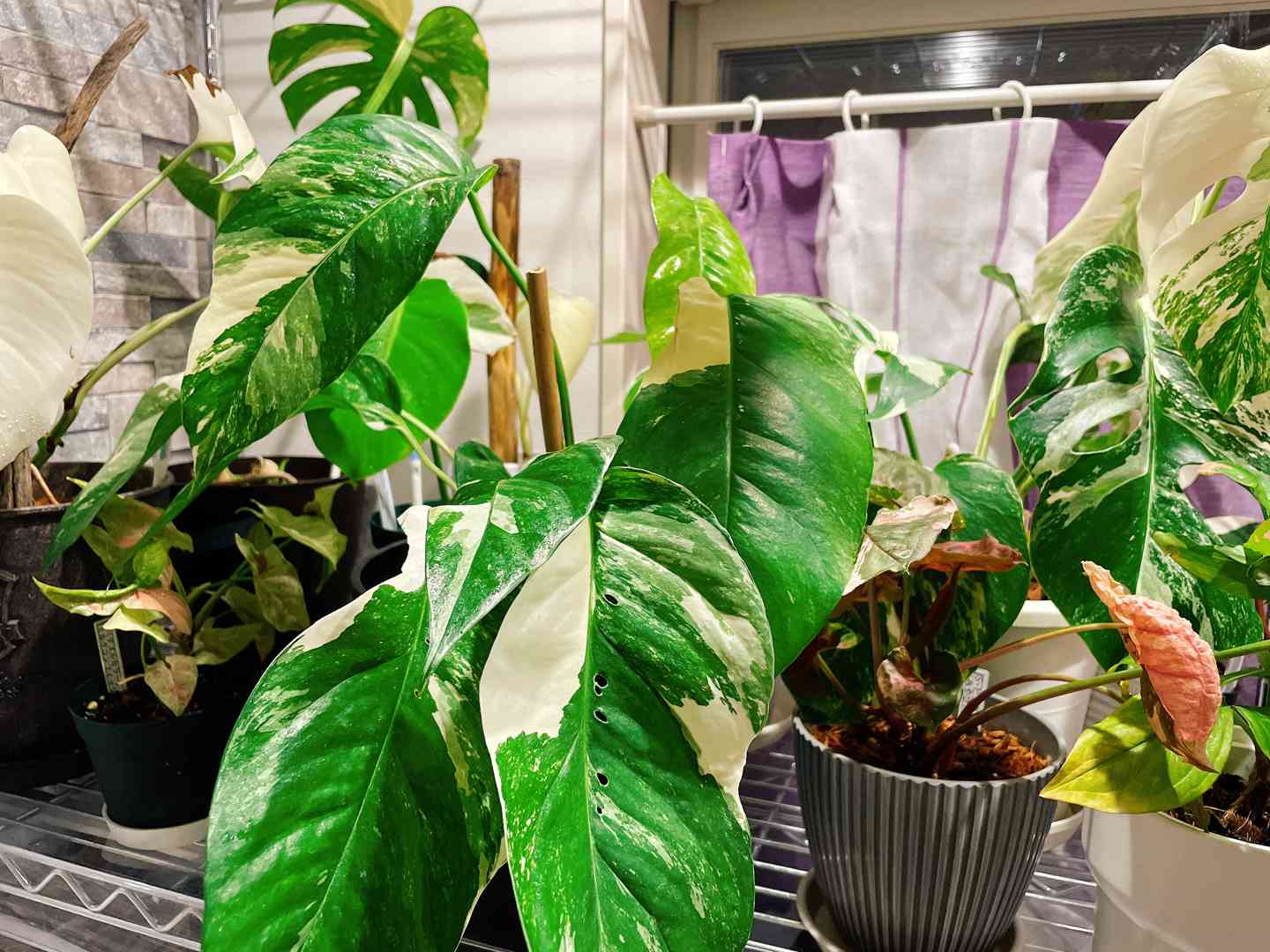 ラフィドフォラ ピナタの一覧｜🍀GreenSnap（グリーンスナップ）