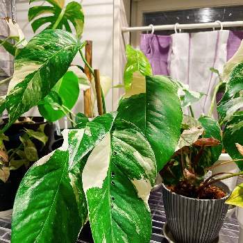 シンゴニウム ピンクジュエルの投稿画像一覧 Greensnap グリーンスナップ