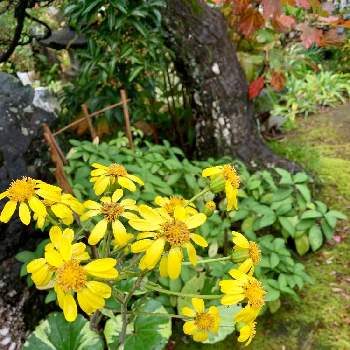 庭景色の画像 by 美野美谷さん | 広い庭とmy石蕗と和の庭と石蕗と秋の庭と庭景色とツワブキ銀月