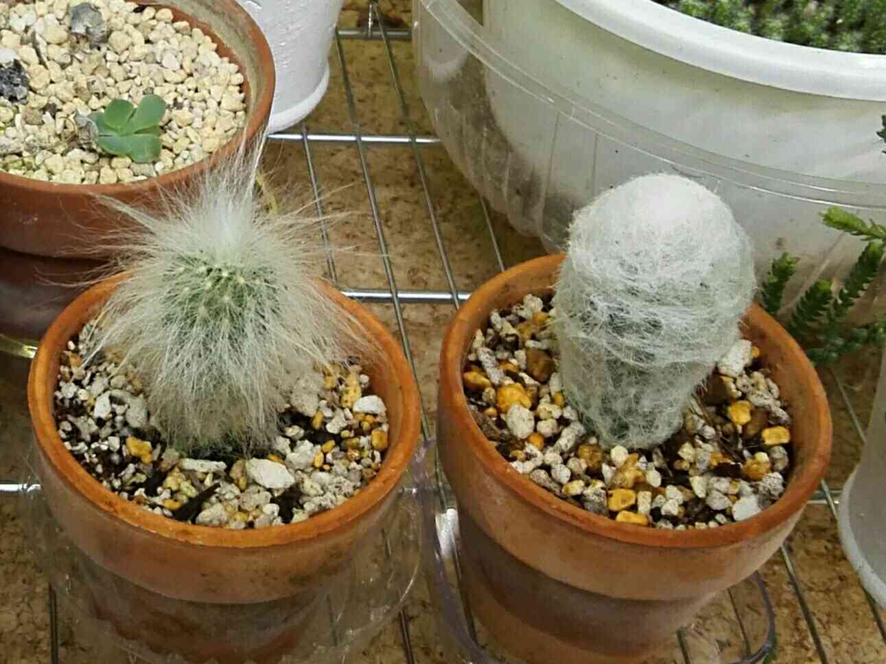 老楽、幻楽｜🍀GreenSnap（グリーンスナップ）