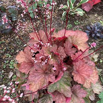 ヒューケラ リオの投稿画像一覧 Greensnap グリーンスナップ