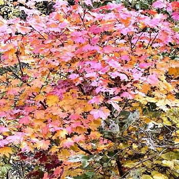 ピンクの葉の画像 by ユキBOSSちゃんさん | お出かけ先と山が好きと登山好きと山野草とピンクの葉と紅葉（こうよう）と黄色い葉と高山植物類