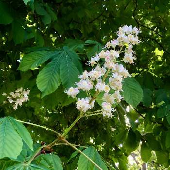 木になる花の投稿画像一覧 Greensnap グリーンスナップ 木になる花の投稿画像一覧 Greensnap グリーンスナップ