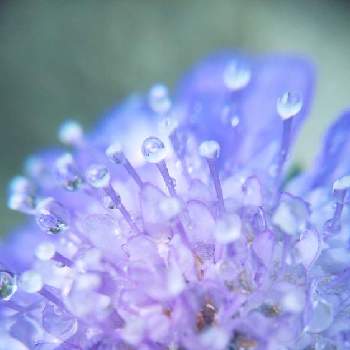 マクロで青い花を写そう！2021の画像 by mimozaさん | 小さな庭とスカビオサとマクロで青い花を写そう！2021と水滴の水曜日と青い花と雫2021とチームブルーNo.117と雨粒と水曜日は水色と青い花と雫マニアと青い花マニアとチーム・ブルーと雨粒シリーズ☆