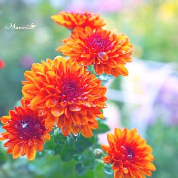 カクテルマムの画像 by monmiさん | 小さな庭とカクテルマムと今日も笑顔で♡と植物のある暮らしとオレンジ色の花とちいさな幸せ♡とおうち園芸とキク科と花のある暮らしとかわいいな♡