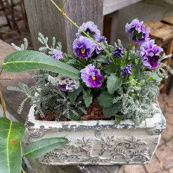 素敵な鉢の画像 by グリーンベル♪ さん | 素敵な鉢と緑化工房と季節の寄せ植え