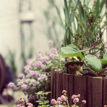 秋の花壇の画像 by Junさん | 小さな庭とポリゴナム（ヒメツルソバ）とおうち園芸と秋の庭と秋の花壇と秋色と京都と花のある暮らしと秋の花