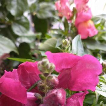 キンギョソウの花の画像 by hiroさん | 小さな庭とキンギョソウの花と医療関係者に感謝とJuneの会と今日のお花とコロナに負けるな‼️と赤い花が好き❤️