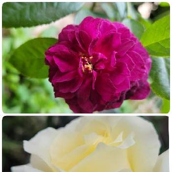 エリナの画像 by はっぱさん | 小さな庭とエリナとエブタイドとエリナ  バラと水曜ローズショーといつも見て頂きありがとうございますと薔薇エブタイドとばら バラ 薔薇