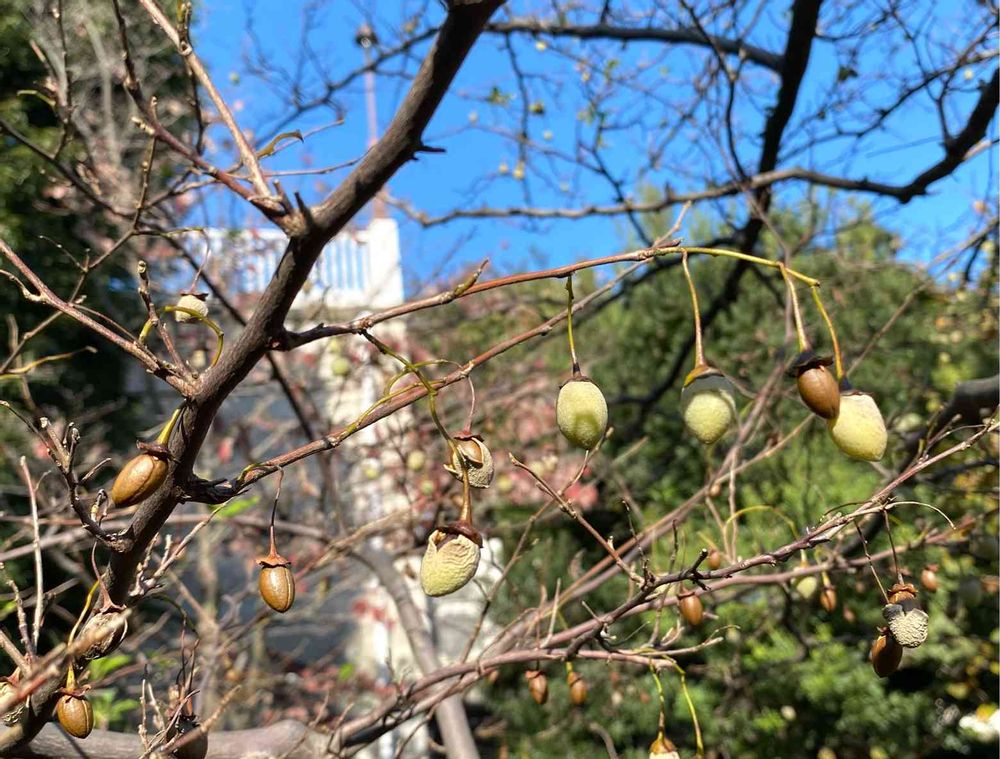 ピノ太郎さんの港の見える丘公園への投稿