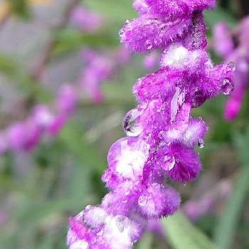 サルビアレウカンサの画像 by プクプクさん | お出かけ先とサルビアレウカンサと紫の花と水玉