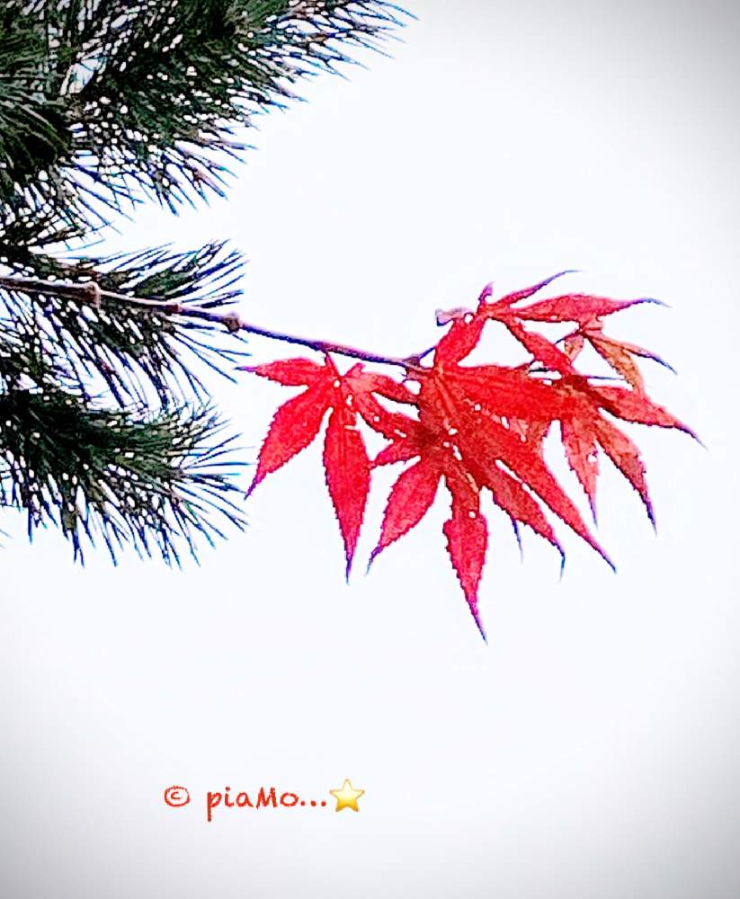 小さな庭の画像 by piaMo☆さん | 小さな庭と急ぎ足の秋とLove Hokkaido♡と秋から晩秋へと秋をあきらめて♡と秋の朝と紅葉シーズンも…
