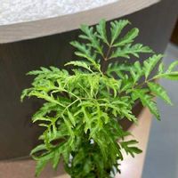 ポリシャスはどんな観葉植物 育て方や花言葉は 風水的にはどこに置くといい Greensnap グリーンスナップ