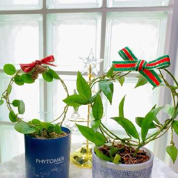 ホヤ マチルダの投稿画像一覧 Greensnap グリーンスナップ