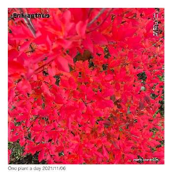 灯台躑躅(ドウダンツツジ)の画像 by GARDEN DECKS KIYOTAさん | 広い庭と灯台躑躅(ドウダンツツジ)と庭木と紅葉（こうよう）と北海道の庭とOne plant a day