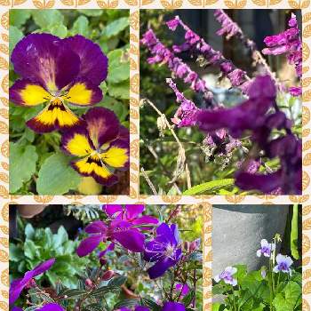 パンダすみれの画像 by ひみつのアッコちゃんさん | 広い庭と元気な紫の花たちとビオラとアメジストセージと紫紺野牡丹(シコンノボタン)とパンダすみれとペチュニアと鉢植えの花と可愛い花と花のある生活と美しい花と元気な花と加工アプリ使用と大好きな花と花を見る喜びと私のお気に入り