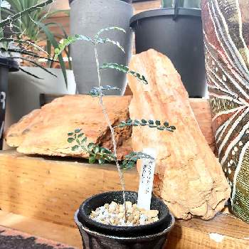 オペルクリカリア デカリーの画像 by まこやんさん | オペルクリカリア デカリーと塊根植物と挿木と細っ！