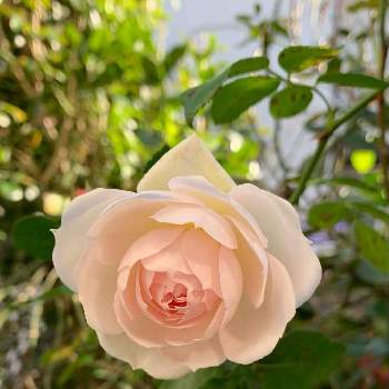 プリンセス・ヴェールの画像 by エリカさん | 小さな庭とスマホ撮影と薔薇愛同盟とありがとう❤️とおうち園芸とプリンセス・ヴェールと秋薔薇とナチュラルスタイルと花のある暮らしとかわいいな♡とコルデスと良い香り