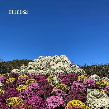 ザルギクの画像 by ミモザさん | お出かけ先とザルギクと小さなしあわせ♡と富士山と花のある暮らしといやされるととても綺麗