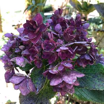 こんぺいとう 紫陽花 の投稿画像一覧 Greensnap グリーンスナップ