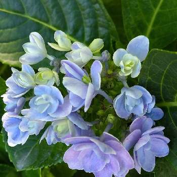 青い花に魅せられての画像 by Momorinさん | お出かけ先と花散歩とGS花散歩と花パトロールと花マニアとご近所散歩と花中毒と植中毒と青い花に魅せられてと花のある暮らしと植物マニアと青い花大好きとブルーフラワーパラダイス