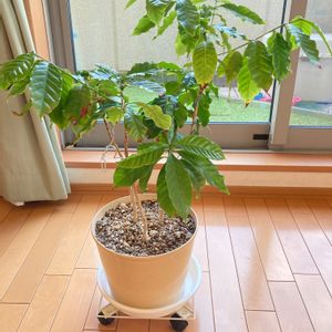 コーヒーの木,100均,HB101,100均観葉植物,ダイソー産コーヒーの木の画像