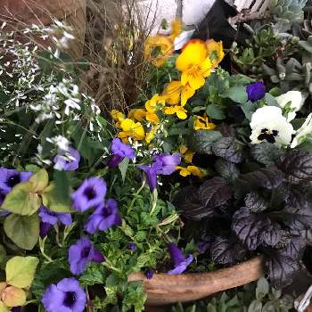 トレニアコンカラー バリエガータの投稿画像一覧 Greensnap グリーンスナップ