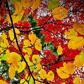 絵の具箱からあふれ出る葉色たちの画像 by ✴︎Ｃｈｉｅ✴︎さん | イロハモミジとシナマンサクとシナマンサク。とマンサク科マンサク属と山野草と絵の具箱からあふれ出る葉色たちと美しい樹木とイロハモミジ。と秋の気配と秋の紅葉と紅葉（こうよう）と在来種とムクロジ科カエデ属と中国原産と令和の秋・日本の秋と植物を愛でると空を見上げてと葉っぱlove♥と金樓梅と自然の不思議とリラックス効果と平和の祈り