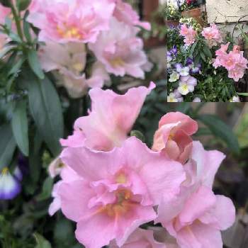 きれい♡の画像 by julianさん | 玄関と可愛い○とピンクの花ときれい♡とおうち園芸とガーデニングと八重 金魚草と今日のお花