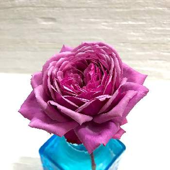 結愛の画像 by Citrusさん | 結愛とバラ 鉢植えと香りの良いバラと強香のバラとバラ好き男子