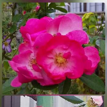 広い庭(花生活❀h)の画像 by hanahamaさん | アンジェラとばらと広い庭(花生活❀h)と花のある生活と感謝と祈りと今日のお花と水曜ローズショー