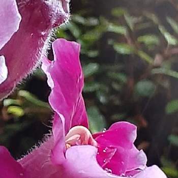 きんぎょそうの画像 by samoanママさん | 小さな庭ときんぎょそうと最愛の友へ届けとはなのある暮らしと可愛らしいお花♡と今日のお花とピンクワールドへ ようこそと水滴と꒰ღ˘◡˘ற꒱かわゅ~