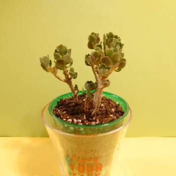 木質化の投稿画像一覧 Greensnap グリーンスナップ