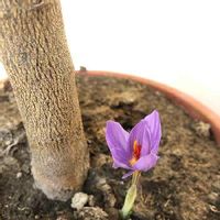 クロッカスの育て方 球根の植え方 管理方法は 花が終わったら Greensnap グリーンスナップ