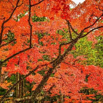 壇上伽藍の画像 by ひろさんさん | お出かけ先と紅葉と紅葉（こうよう）と壇上伽藍と高野山の紅葉